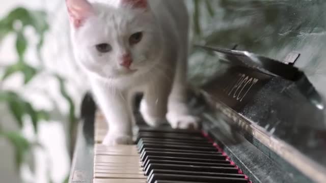 A Cat Walking Over The Piano Keyboard