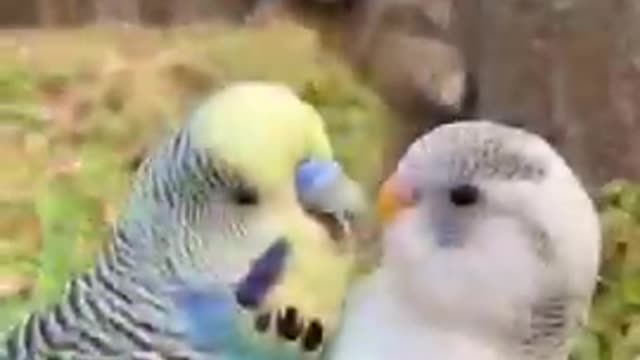 Best of funny parrots annoying dogs 🐶🐕🐶🐕