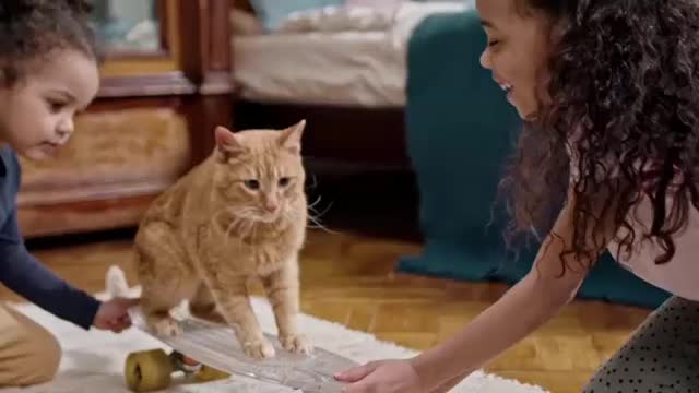 KITTEN WALKING A SKATEBOARD 2021