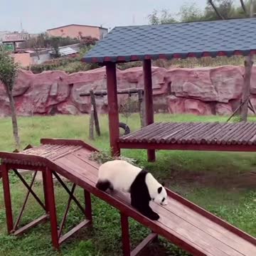 Panda fancy slide III