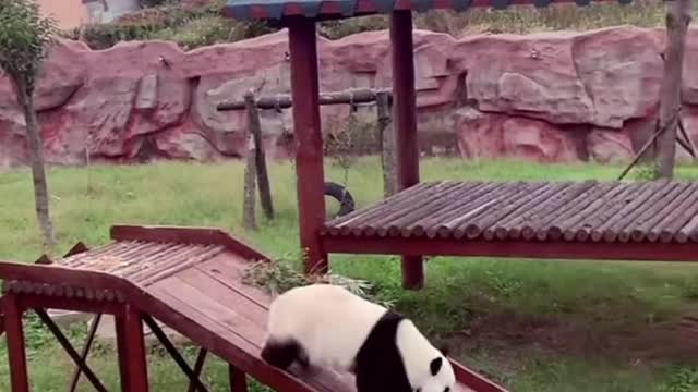 Panda fancy slide III