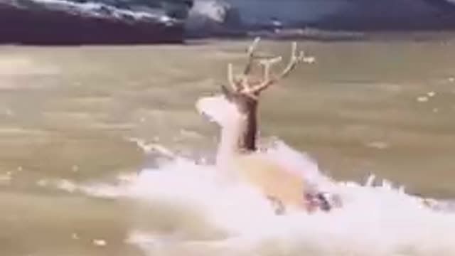 amazing animal attacking in Ukraine #shorts