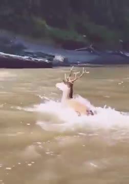 amazing animal attacking in Ukraine #shorts