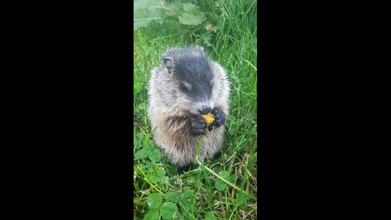 Baby Groundhog Eats Dandelion