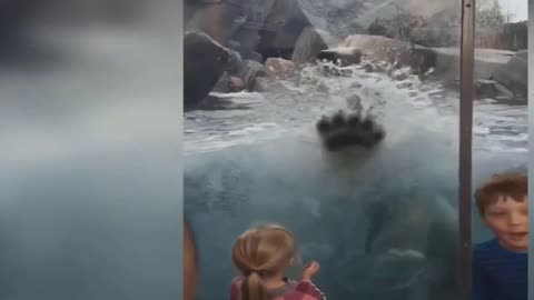 Polar bear attacks a child