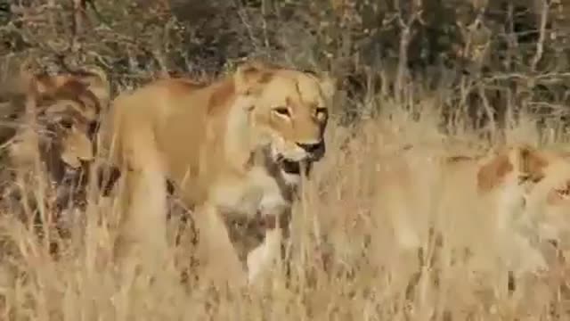 Lion in dry Grass royalty free video footage