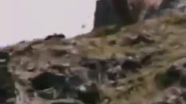 eagle 🦅 attack on goat 🐐 video