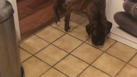 Boxer Knows He's Made a Mistake