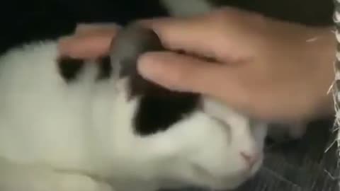 Cute animal behavior makes you happy