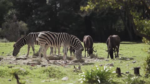 Zebras and Wildebeests Grazing in the Meadows
