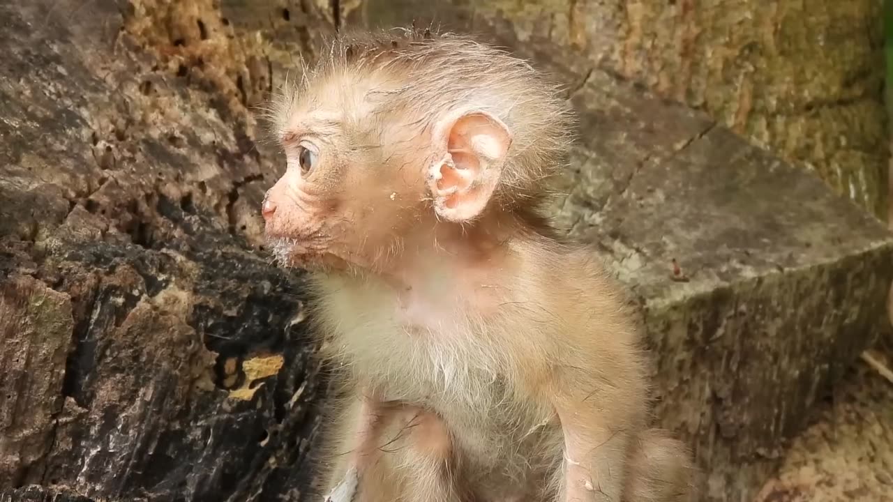 help me poor baby monkey cry for my mother until she is tired