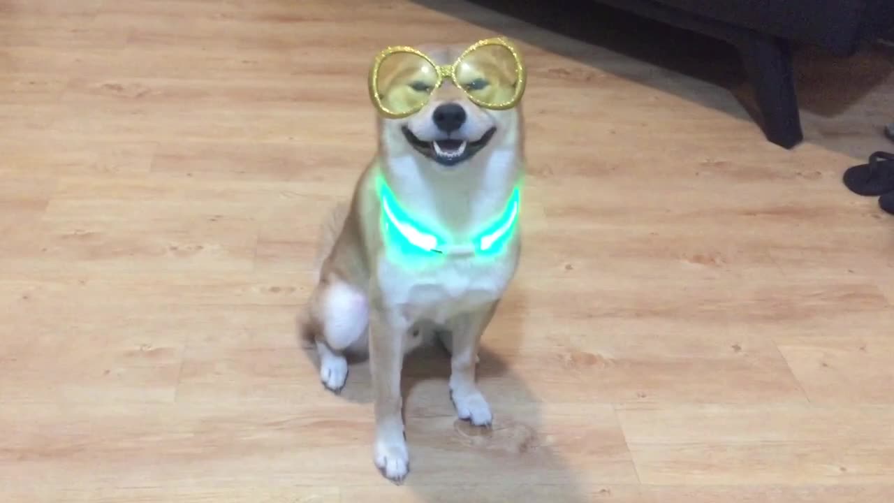 Happy shiba