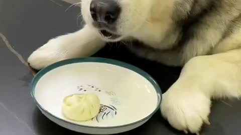 Don't bully the dog