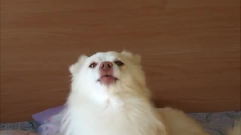 2018.07.07-Eliseo.Bonanno-FIOCCO. IL MIO CANE FEDELE... PIÙ DI TANTI FEDELI... CANI