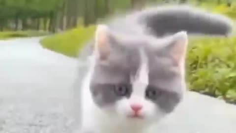 Cat video