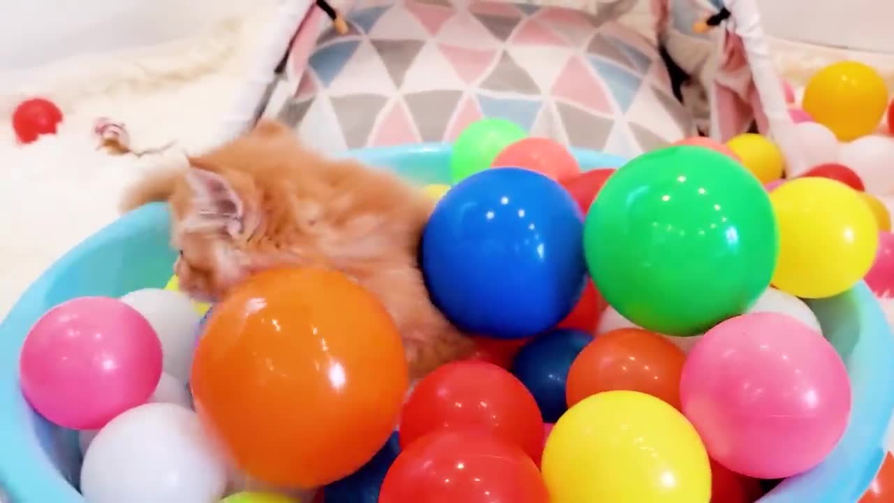 Kittens playing with balls and meowing ask for food - So cute baby cats