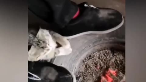 Best Funny and Sweet Cat Videos 2022