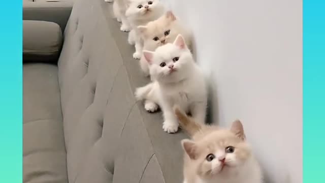 6 Cute and Funny Cat Videos Compilation 2021 #short