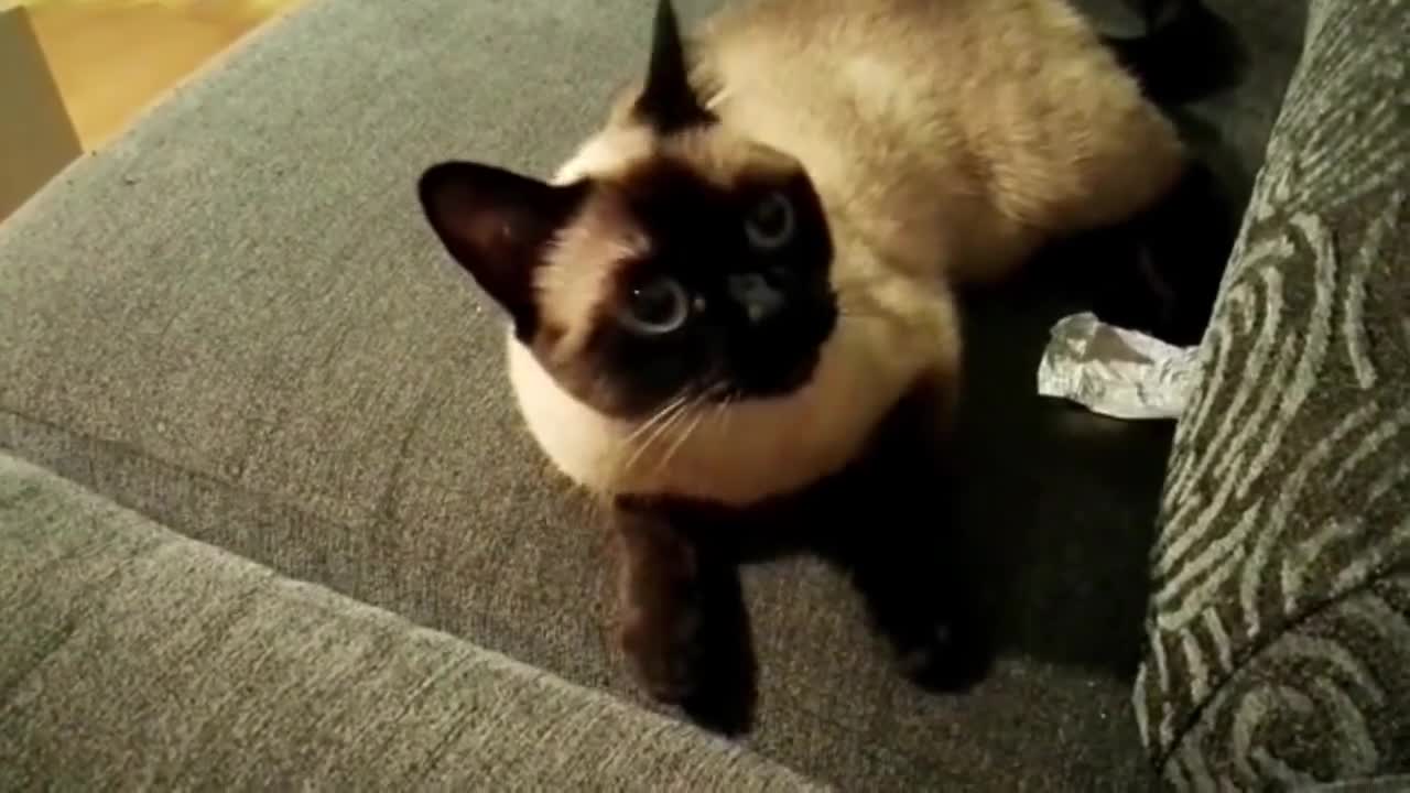 10 Things to Consider Before Getting a Siamese Cat #2