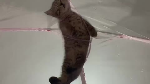 The most wonderful cat sleeping posture