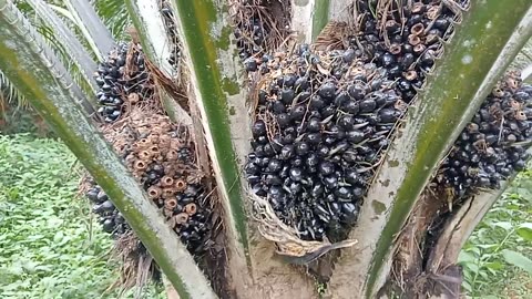 Palm oil