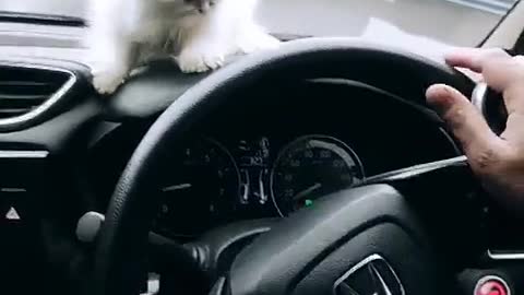 Persian Cute cat in car