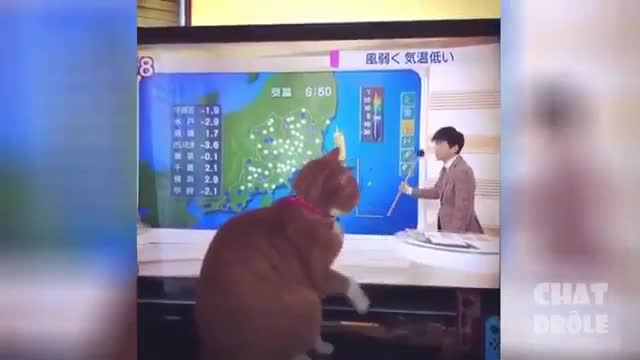 ๐Cute And Funny Pets | Try Not To Laugh To These Pets Compilation g ๐ Cutest Lands