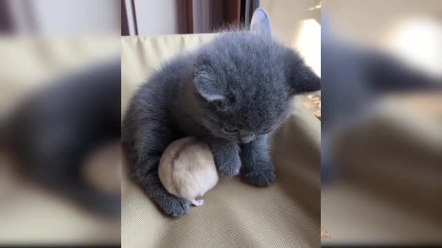 Cute and Funny Cat Videos Compilation #2