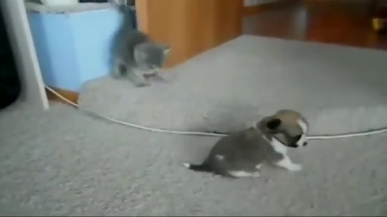 funny animal videos