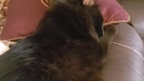 Mr cat man loves his kitty