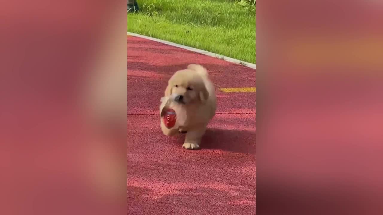 What a good dog, helping to get snacks