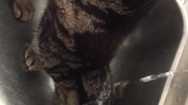 A cat drinking water in a different way