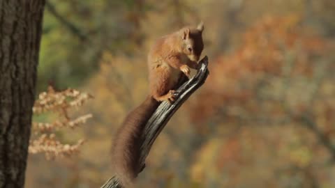 _Squirrel_scratch_