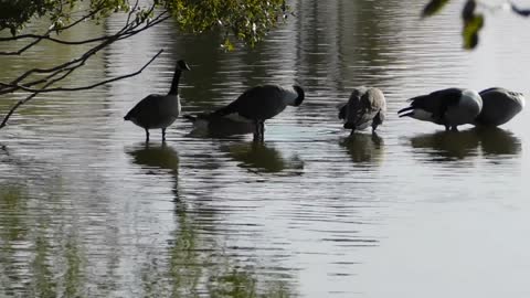 A Plump of Geese on Resting on Water