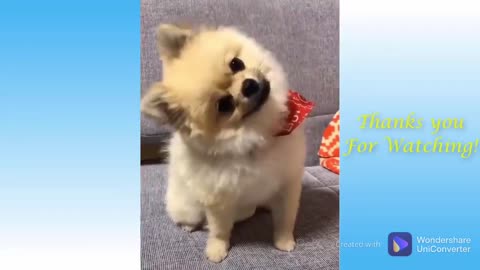 Funny Animals Video