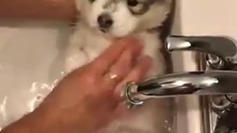 Bath Time For Baby Husky🥰 New Video 2021