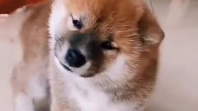 😍cute and funny dog compilation #short