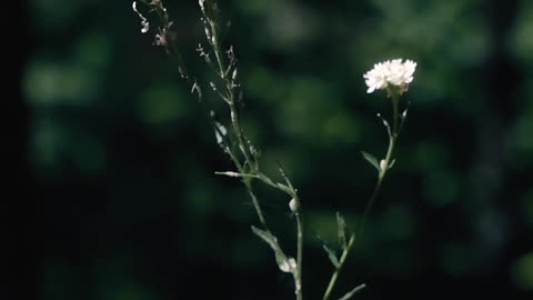 White flowers