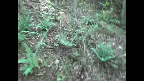 Spreading Chanterelles Near the Out House