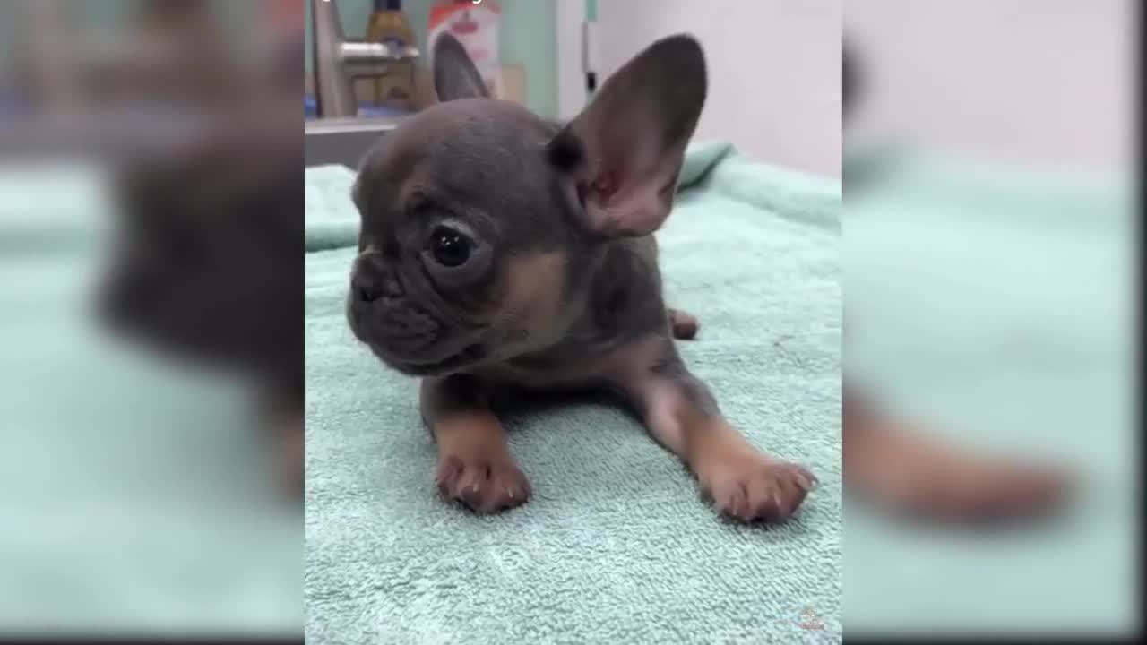 Baby funny dog