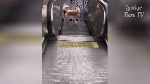 Funny dog videos and cute dogs