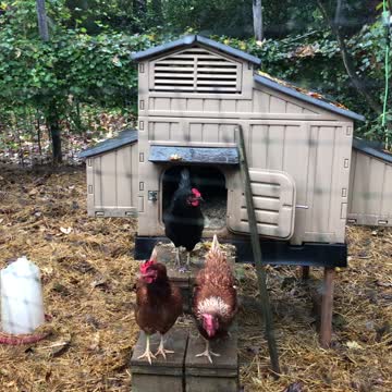 Backyard Chickens Kentucky