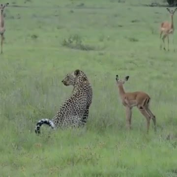 Deer Bady Tiger In The Forest #Deer_Bady_Tiger_In_The_Forest #animals_Nuture
