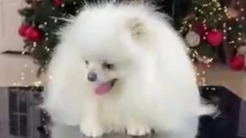 Cute dog video