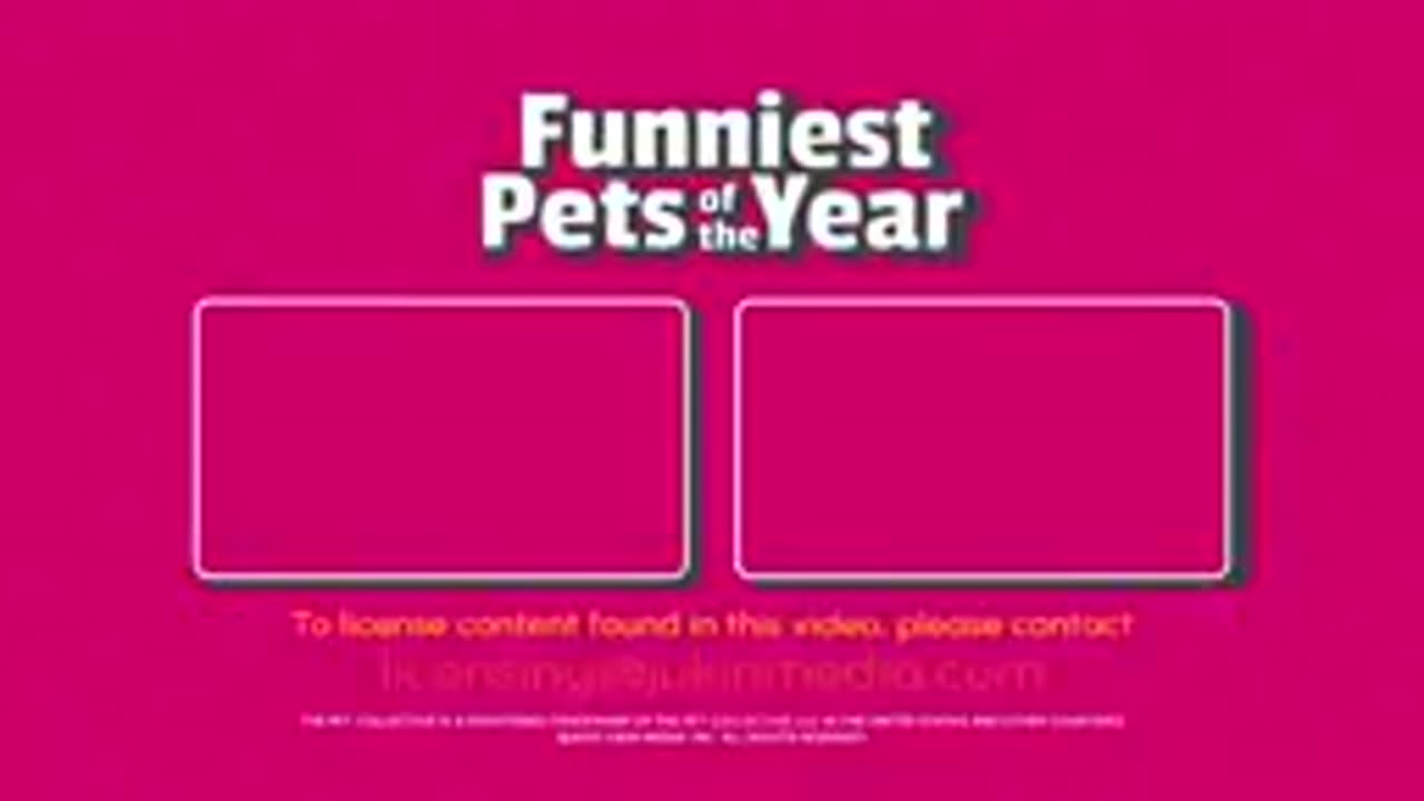 The FUNNIEST Pet Videos of 2024! 🤣 | BEST Compilation