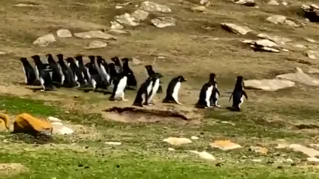 Pinguins