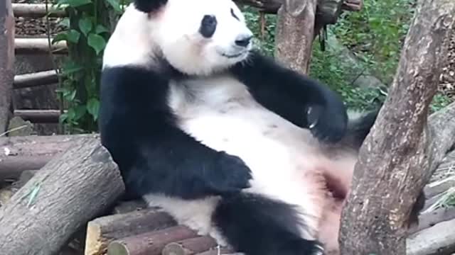 The adorable panda raises its feet to scratch its belly