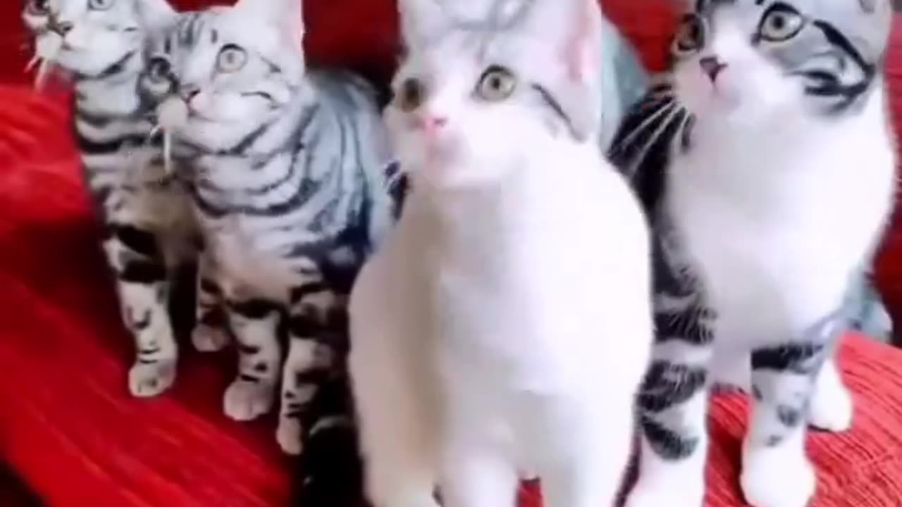 Funny and Cute Cats Videos #252