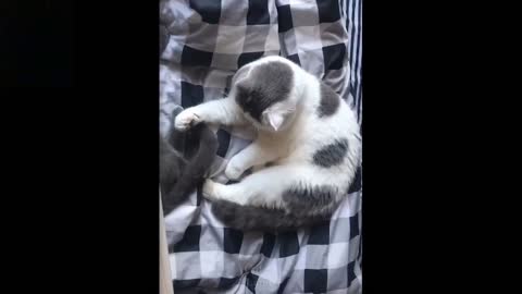 Funny And Cute Pets To Make You Lough All The Day