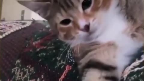 Cute cat 😺